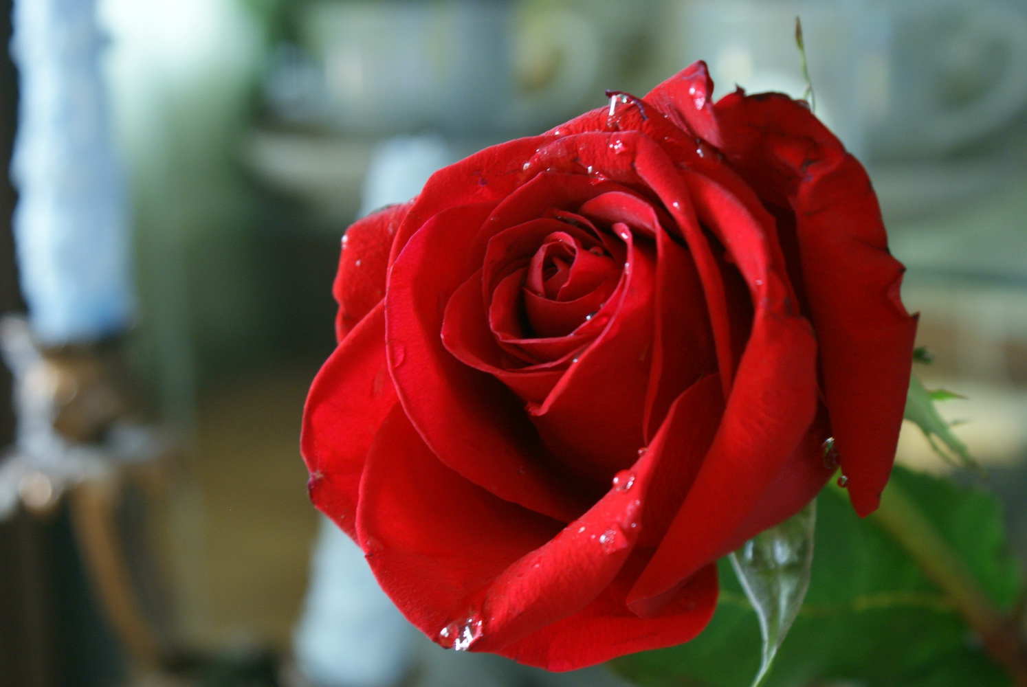 Красивое фото красной розы. Красивые розы. Красные розы. Самые красивые розы. Цветы розы красные.